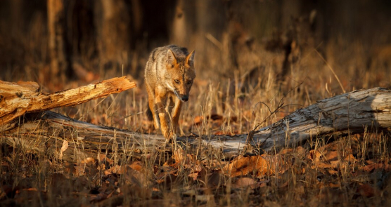 Lovci Srbije u novoj akciji zaštite plemenite divljači: Peta godišnja akcija smanjenja broja predatora