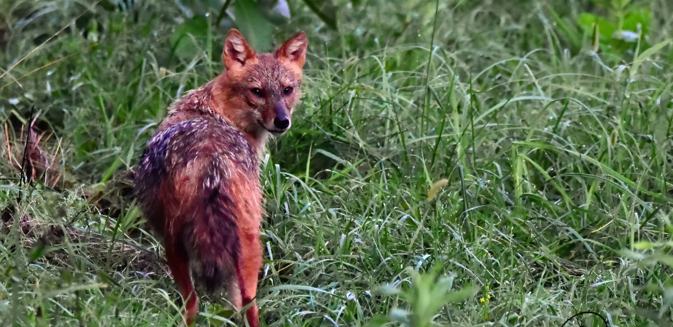 Šakal kao bioindikator – u traganju za opasnim otrovima plesni