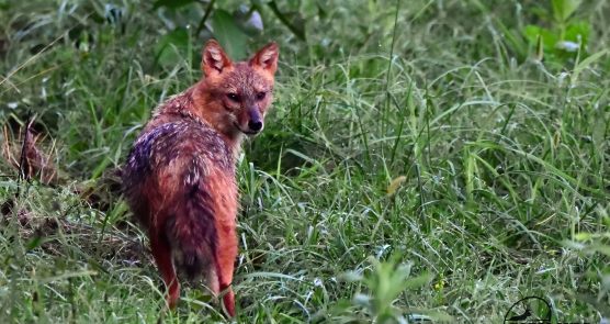 Šakal kao bioindikator – u traganju za opasnim otrovima plesni