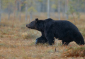 Francuska: Sedamdesetogodišnji lovac usmrtio medveda