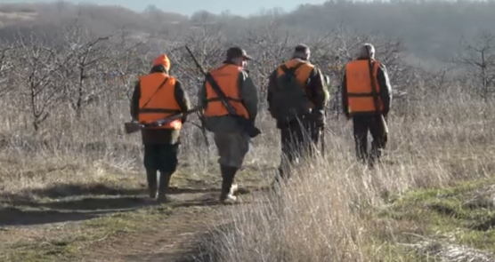 (VIDEO) Zaječar se bori sa šakalima, lovci krive i kolege: 