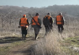 (VIDEO) Zaječar se bori sa šakalima, lovci krive i kolege: 