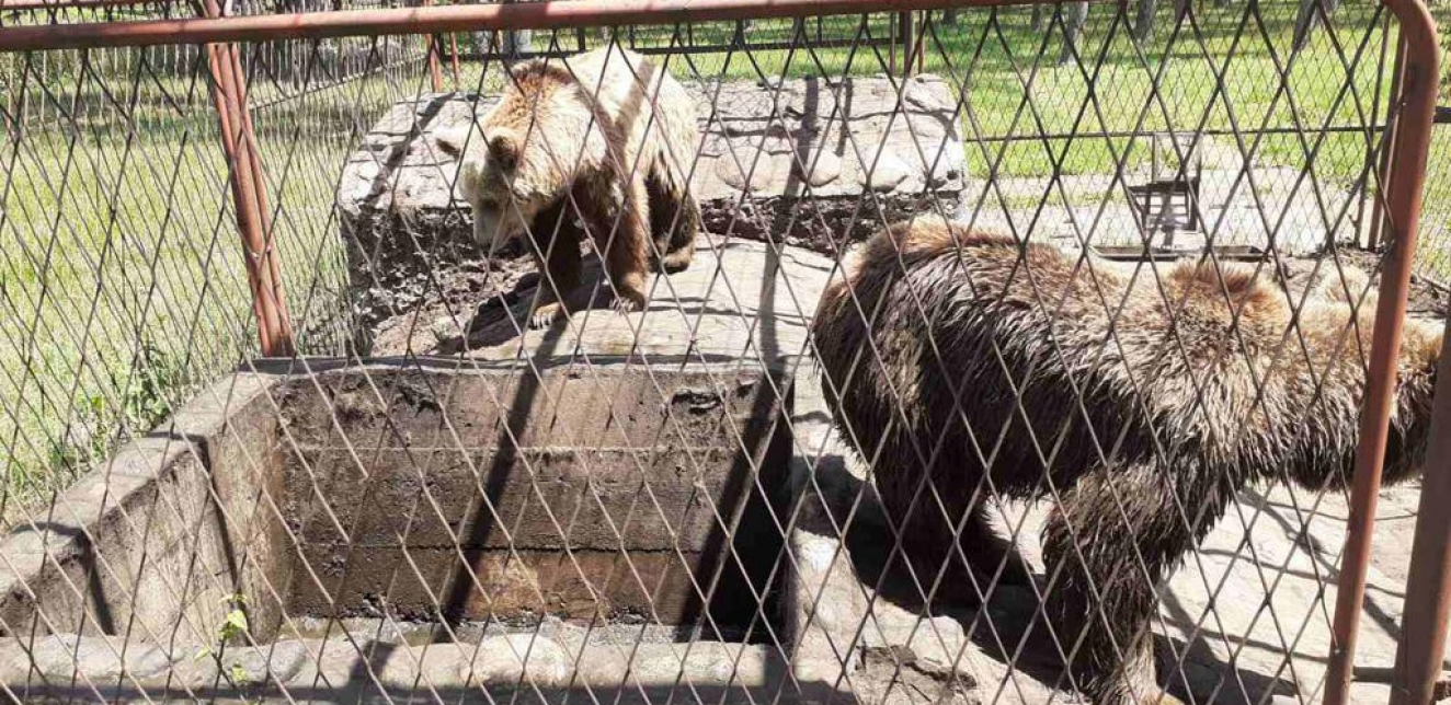 Na prostoru jedne firme u Kraljevu pronađena su dva mrka medveda