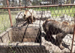 Na prostoru jedne firme u Kraljevu pronađena su dva mrka medveda