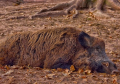 Pojava afričke kuge svinja na teritoriji lovišta “Deliblatska peščara”