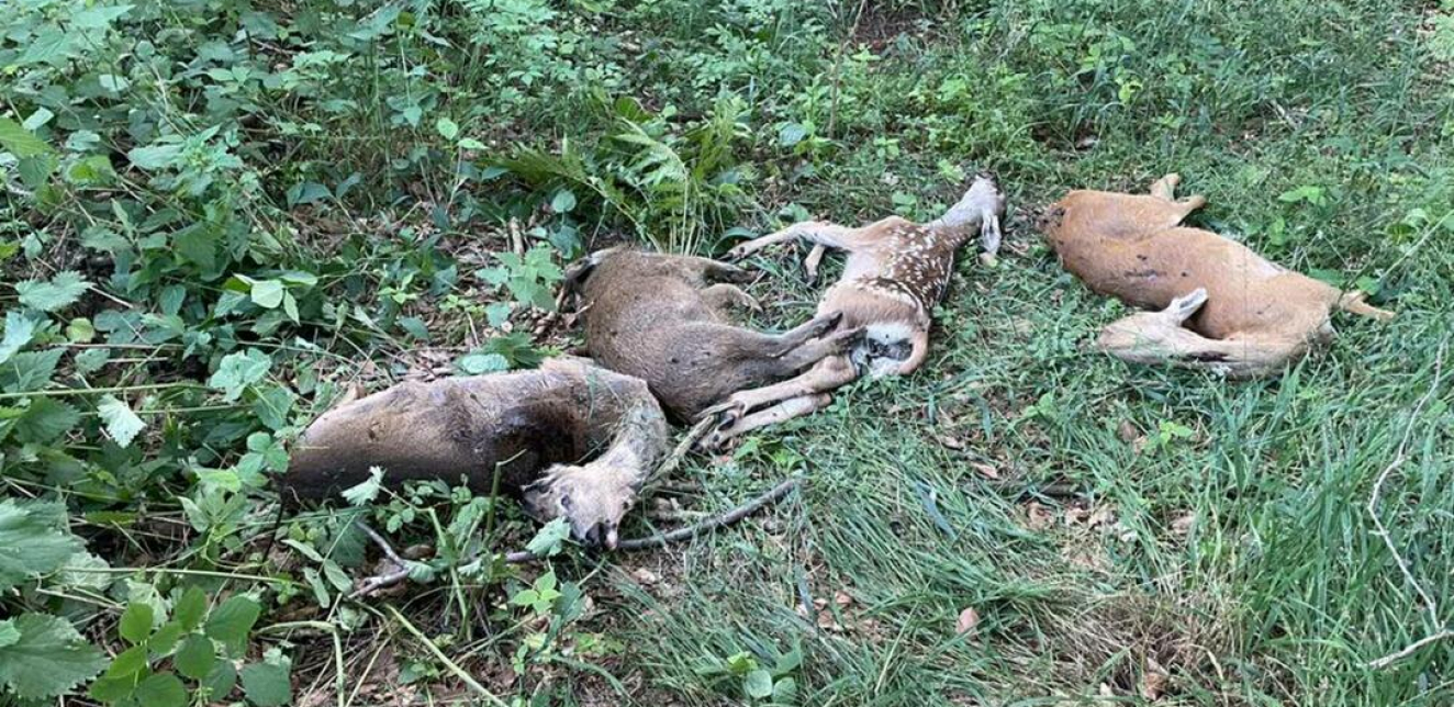 Pronađeno pet mrtvih divljih životinja 