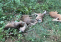 Pronađeno pet mrtvih divljih životinja 