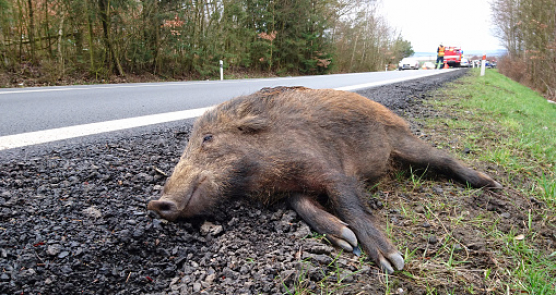 Divlje svinje izazvale više sudara, poginule dve osobe