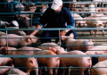 EFSA sprovodi kampanju protiv afričke kuge svinja treću godinu zaredom Rano otkrivanje, prevencija i prijavljivanje ključni za suzbijanje zaraze 