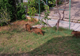 Divlje svinje prošetale Pješčanom uvalom i pogostile se smokvama iz vrta