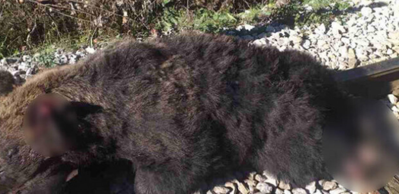 Voz usmrtio medveda na pruzi Beograd - Bar