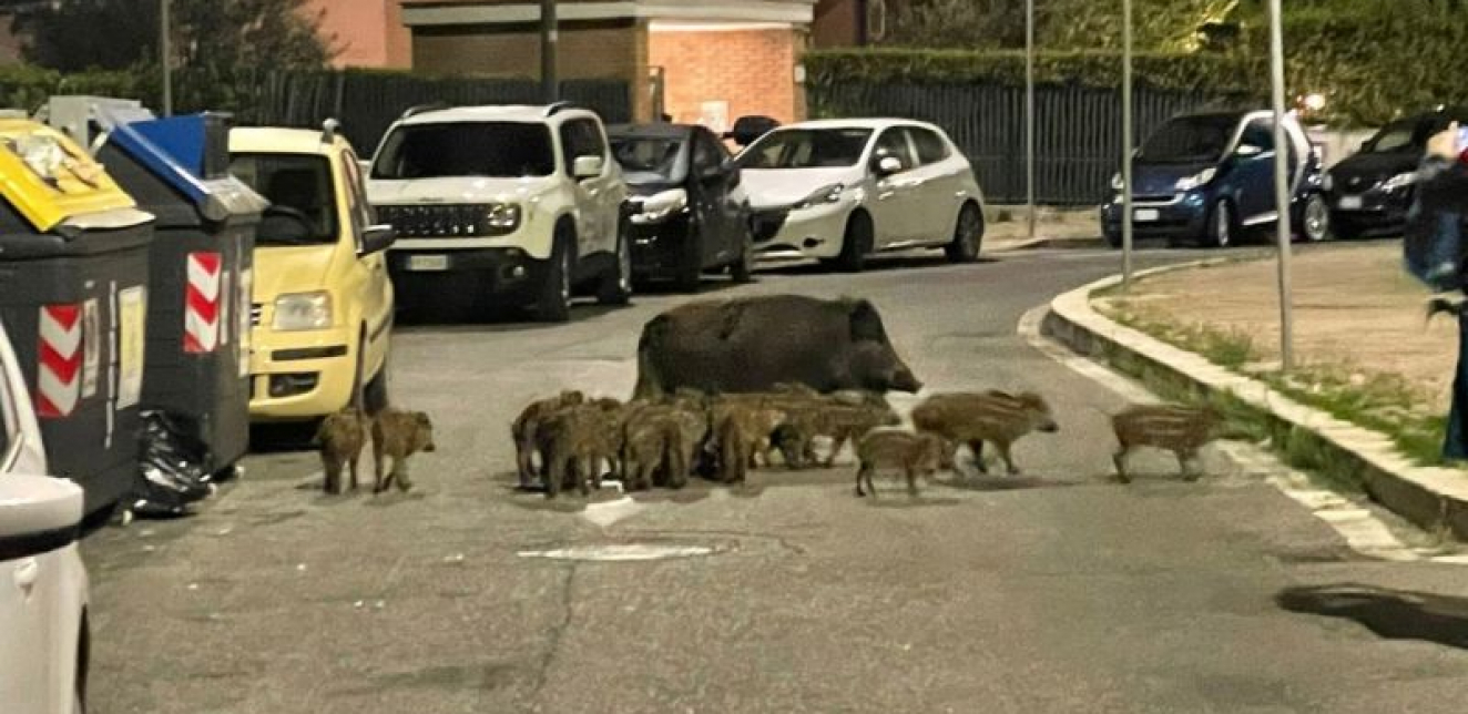 Problem kontrole brojnosti divljih svinja u Evropi