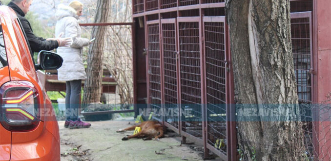 Lovcima dok su bili na sahrani otrovani psi vrijedni više od 20.000 evra  