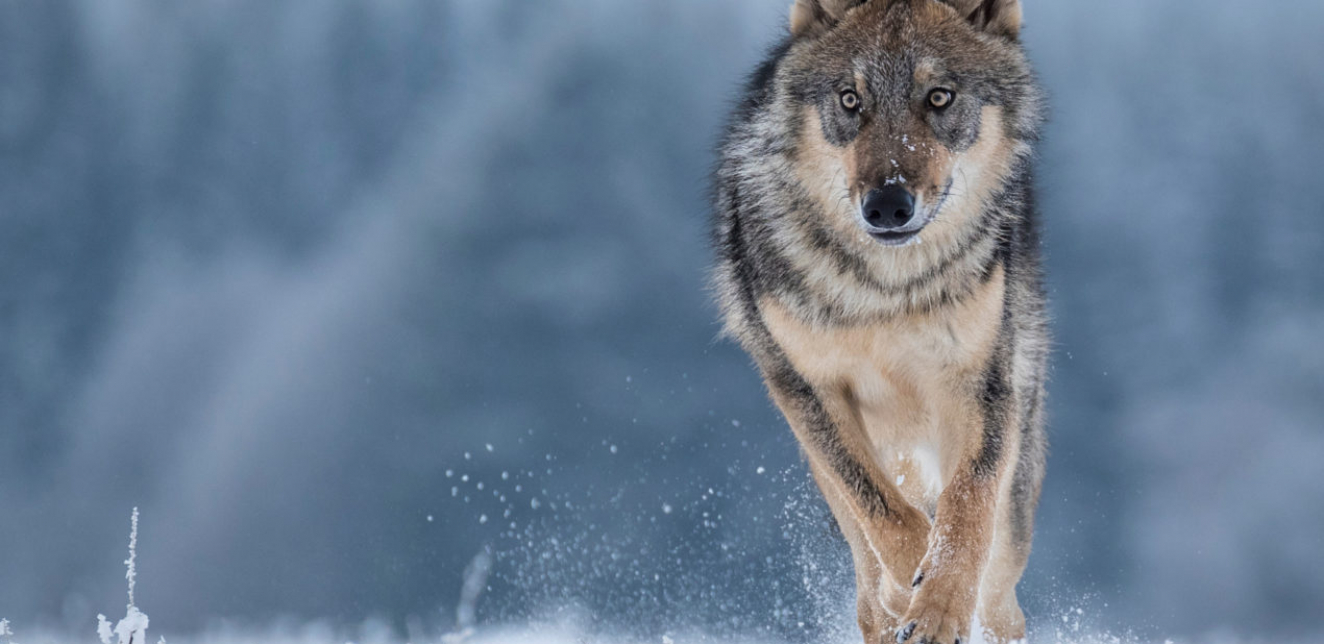 Ministri EU zatražili zaštitu sivog vuka