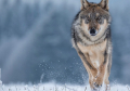 Ministri EU zatražili zaštitu sivog vuka