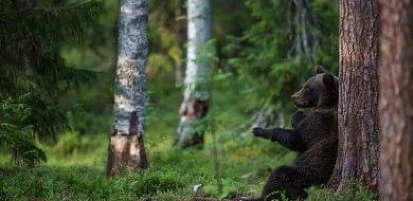 Zašto se medvjedi trljaju o drveće? Naučnici nude novo objašnjenje