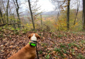 Canandi sistem za praćenje pasa u lovu: GPS tehnologija u realnom vremenu