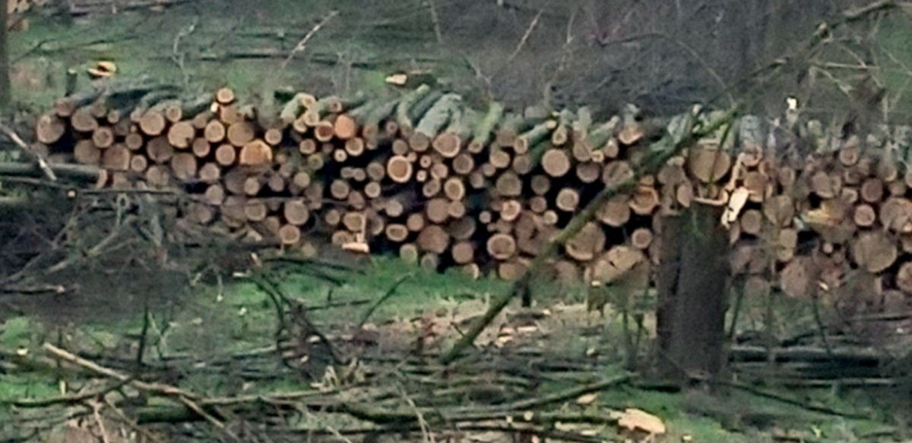 Lovci odžačke opštine apeluju: Sprečimo dalju seču šuma u Bačkom Brestovcu