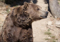 IZMEĐU FRANCUSKE I ŠPANIJE Na Pirinejima prošle godine bilo 76 mrkih medveda