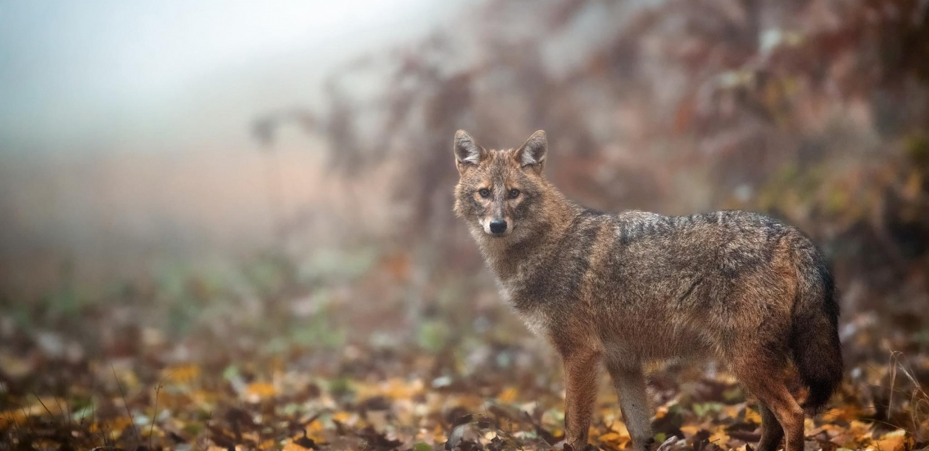 Ekspanzija šakala u šumama Zlatibora: Divlji predatori prete meštanima i domaćim životinjama