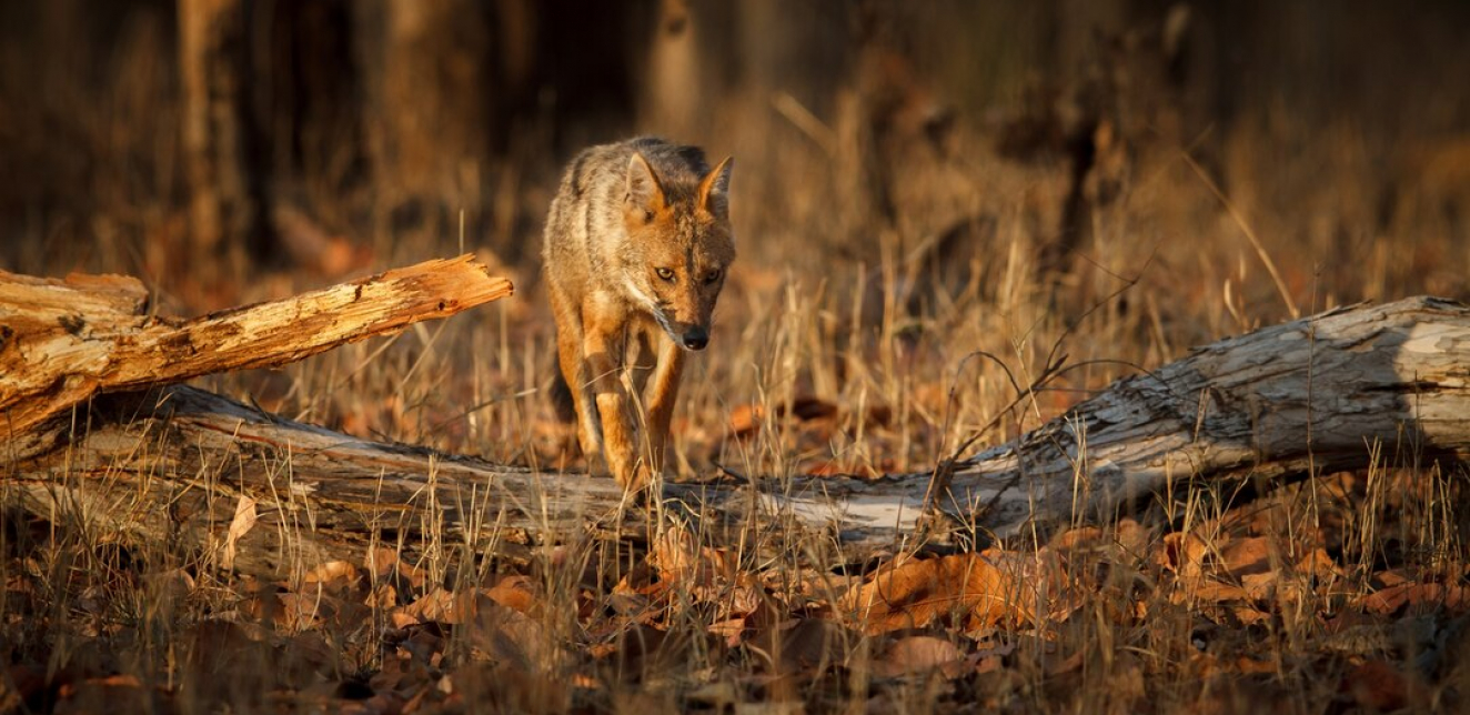 Lovci Srbije u novoj akciji zaštite plemenite divljači: Peta godišnja akcija smanjenja broja predatora